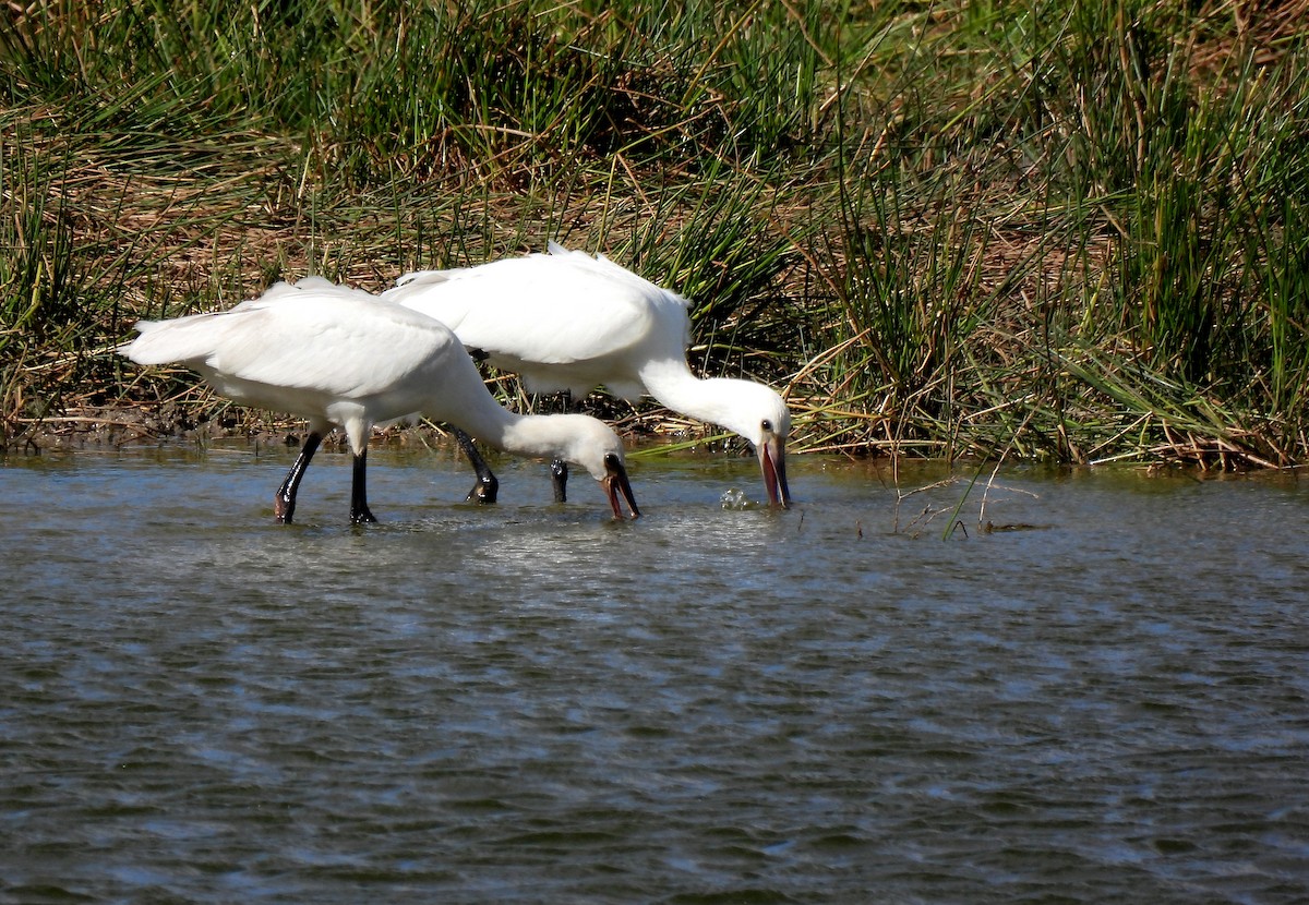 Eurasian Spoonbill - ML625085288