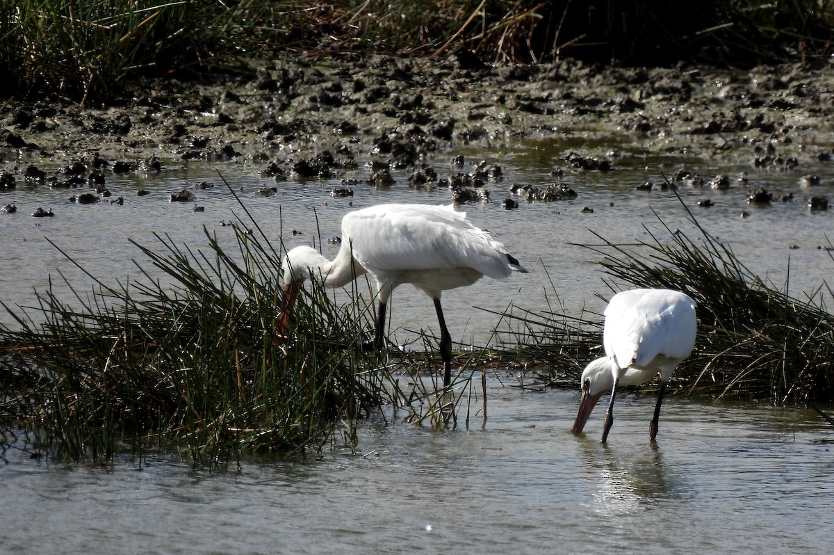 Eurasian Spoonbill - ML625085289