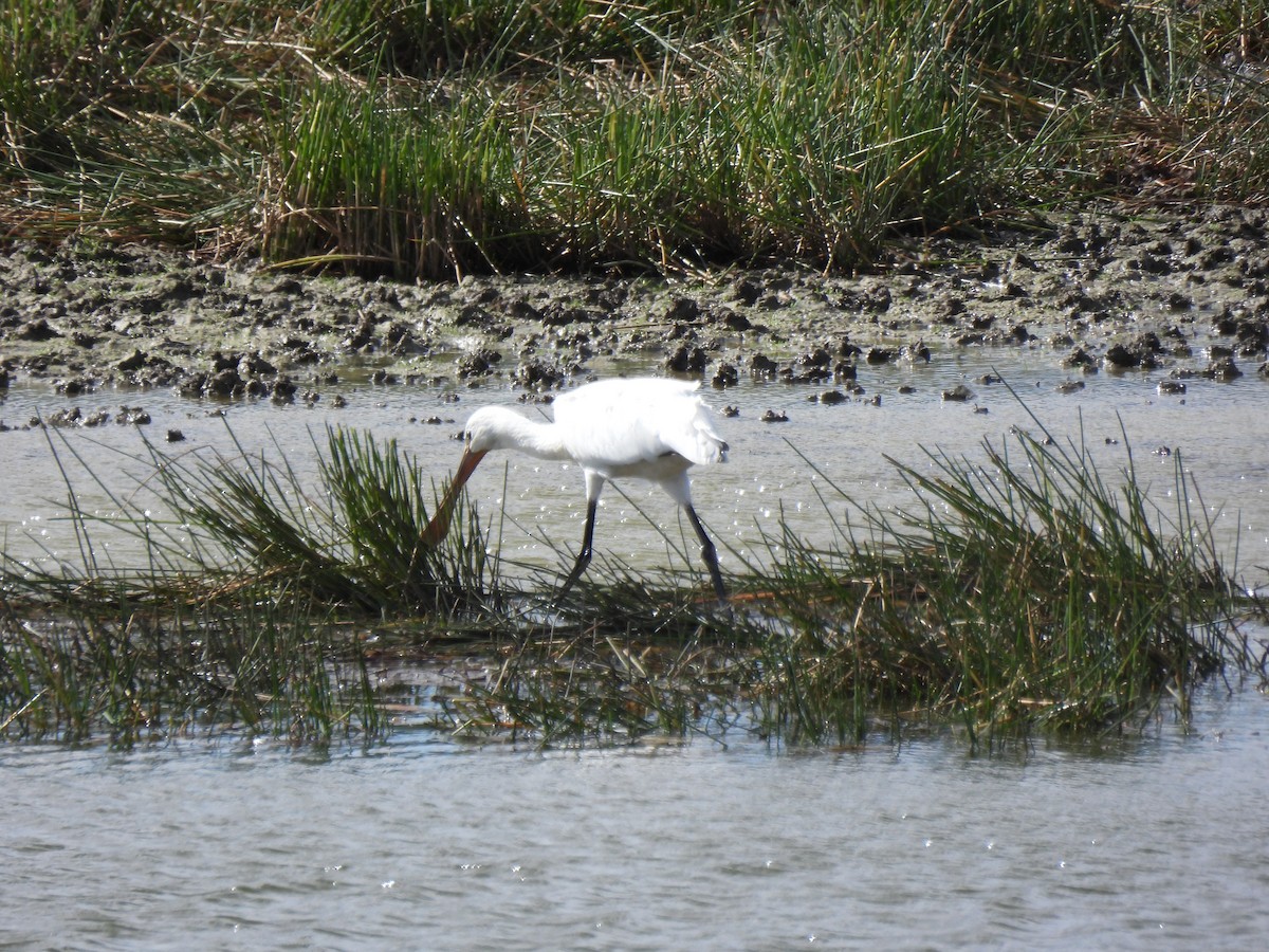 Eurasian Spoonbill - ML625085290