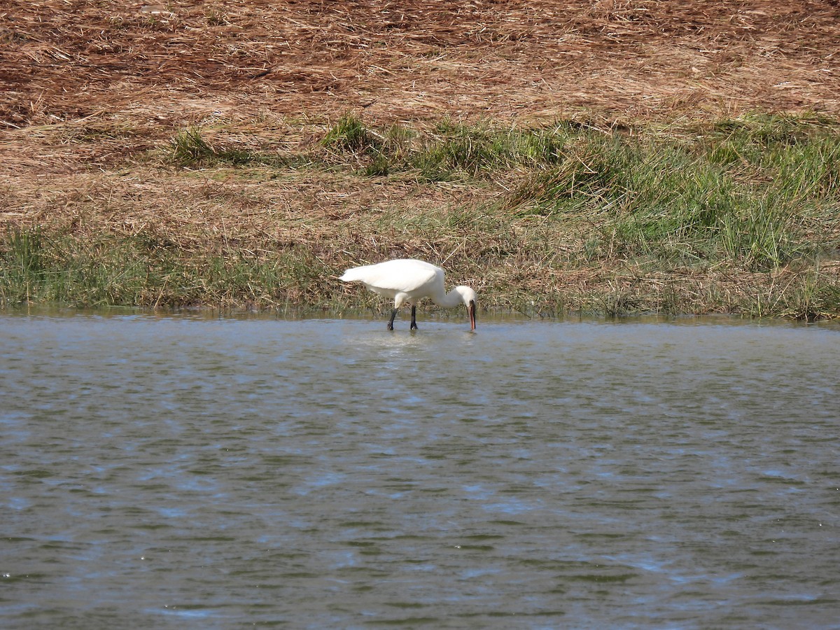 Eurasian Spoonbill - ML625085291