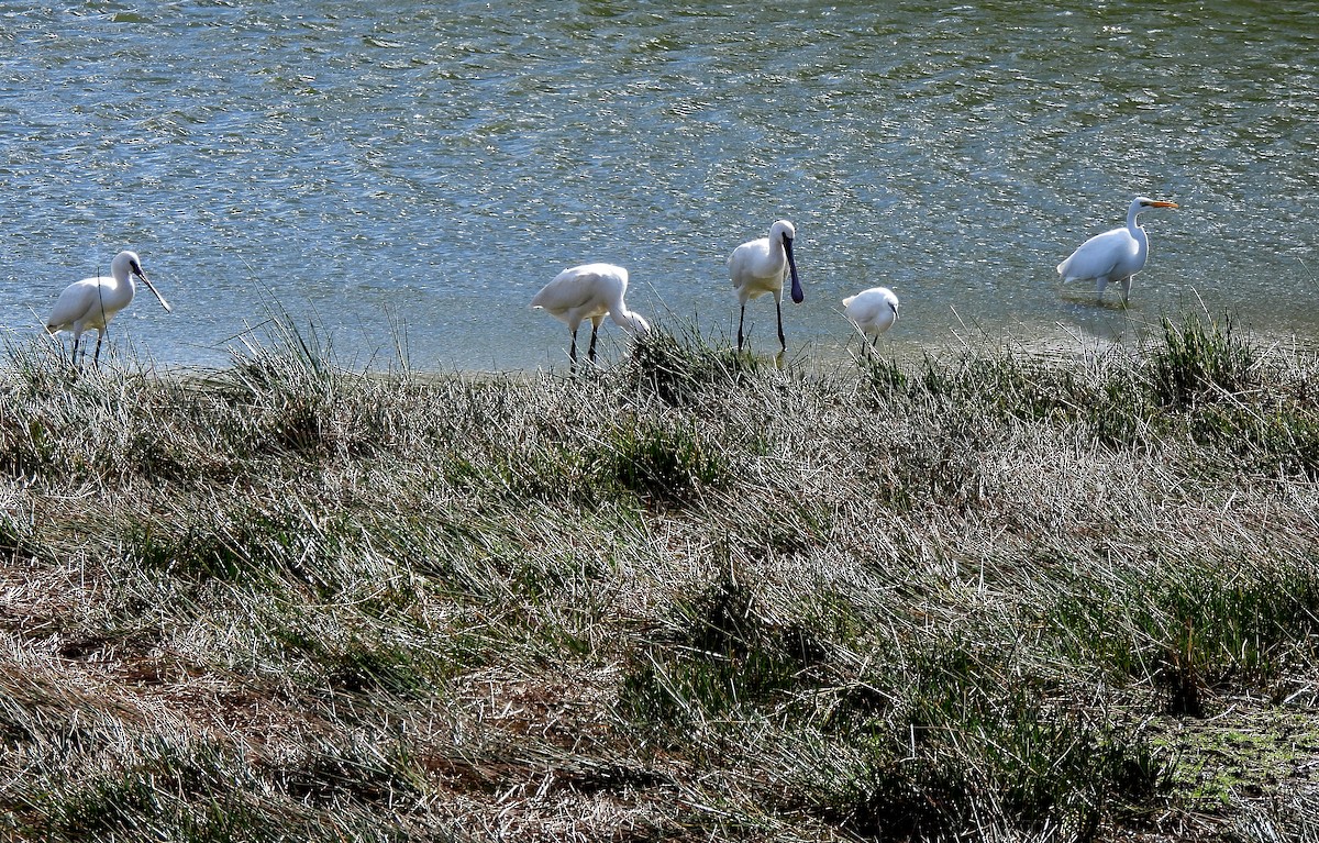 Eurasian Spoonbill - ML625085292