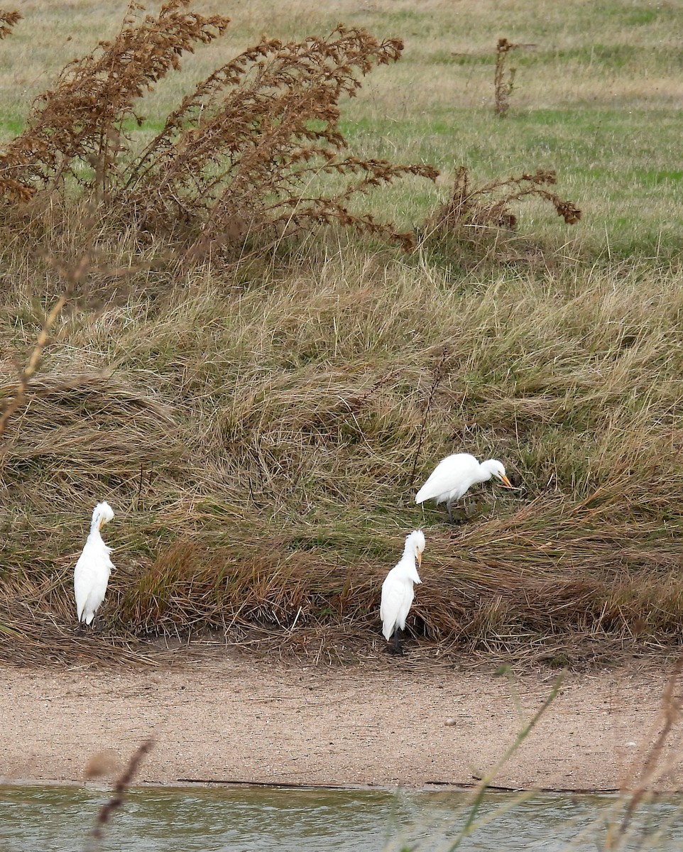 Western Cattle-Egret - ML625085422