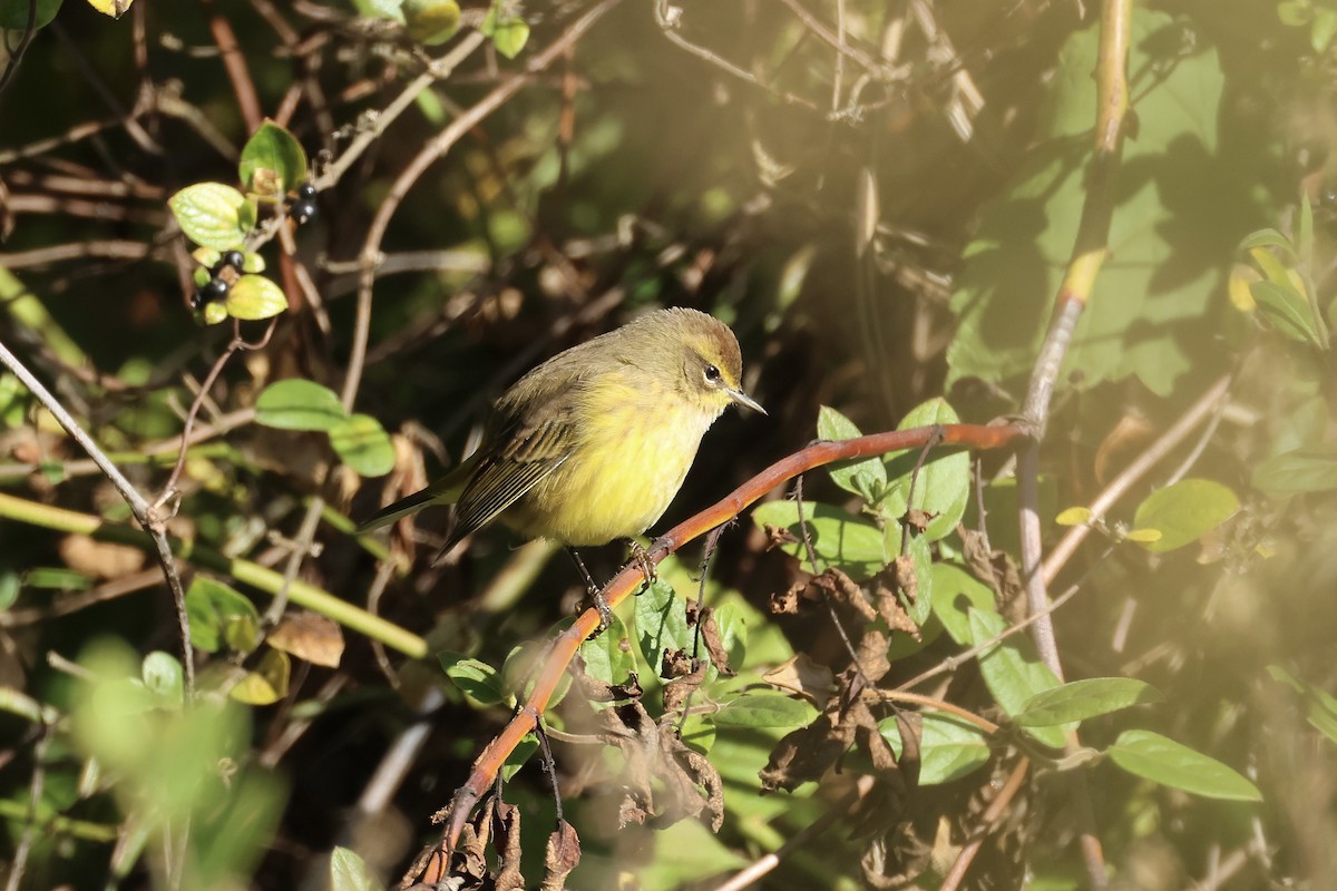 Пісняр-лісовик рудоголовий - ML625085471