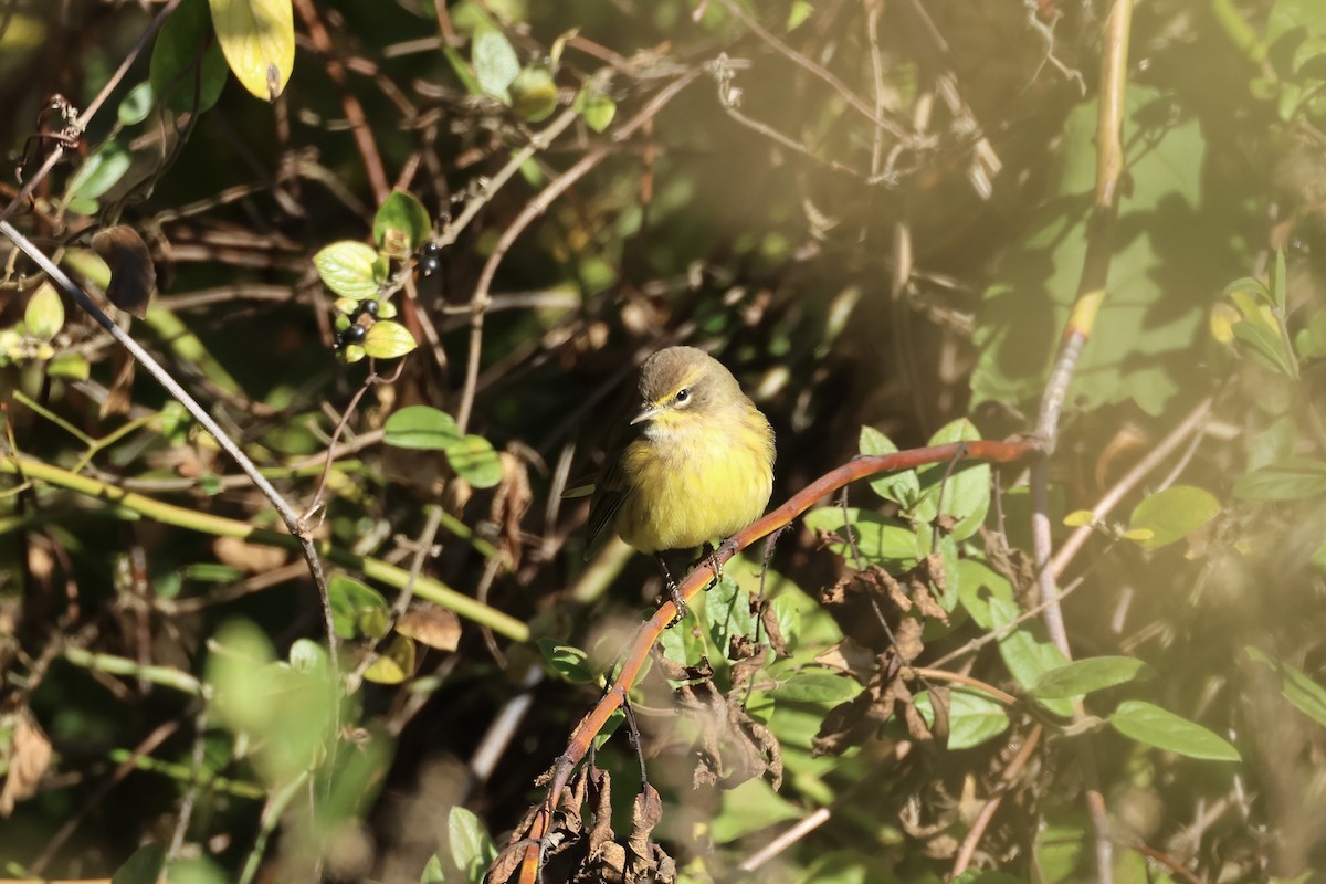 Пісняр-лісовик рудоголовий - ML625085472