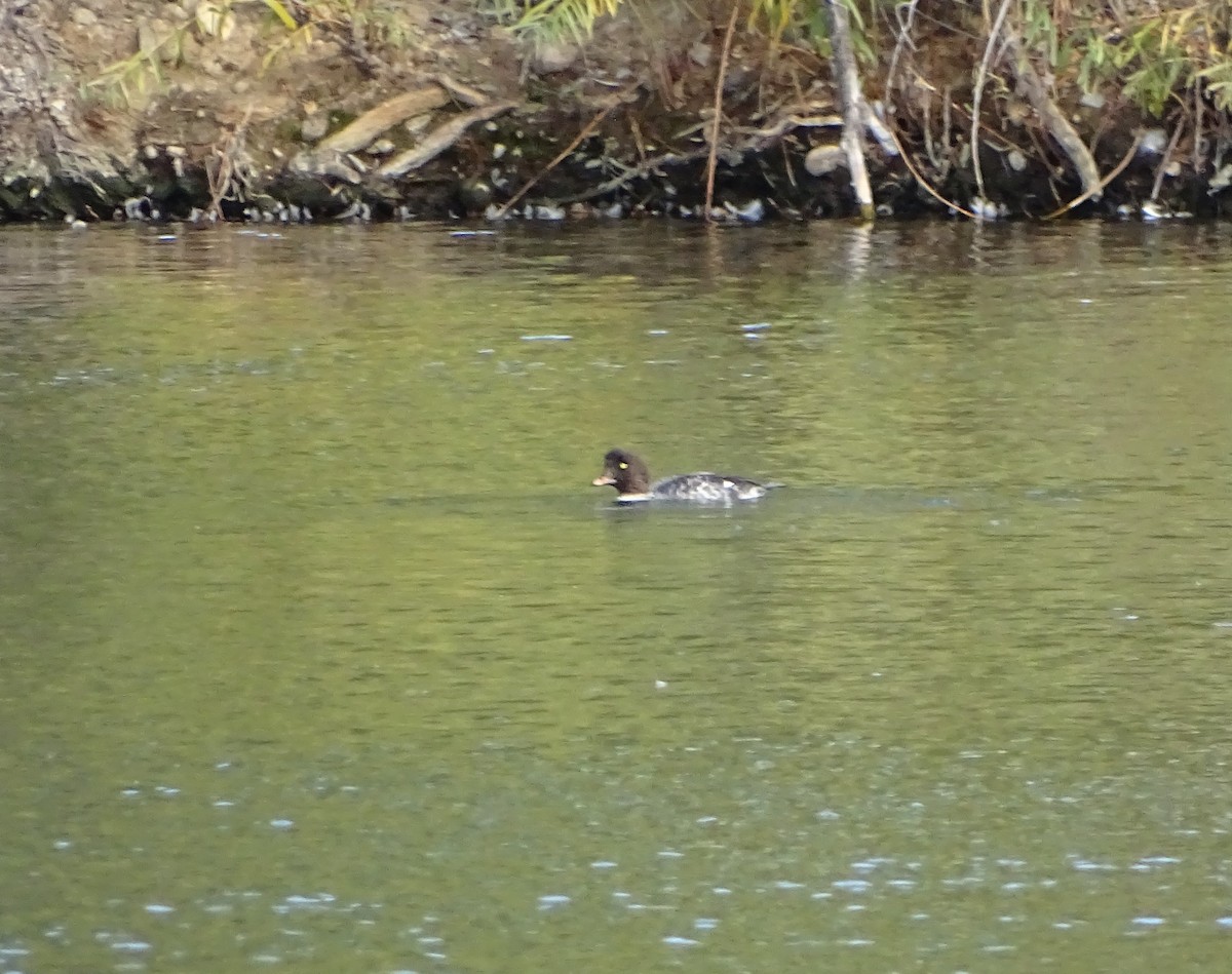 Barrow's Goldeneye - ML625085544