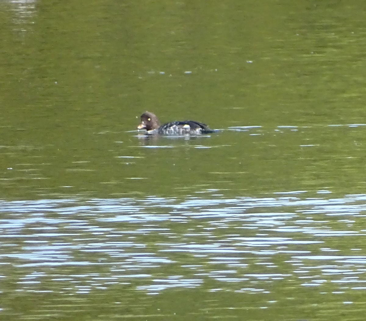 Barrow's Goldeneye - ML625085589