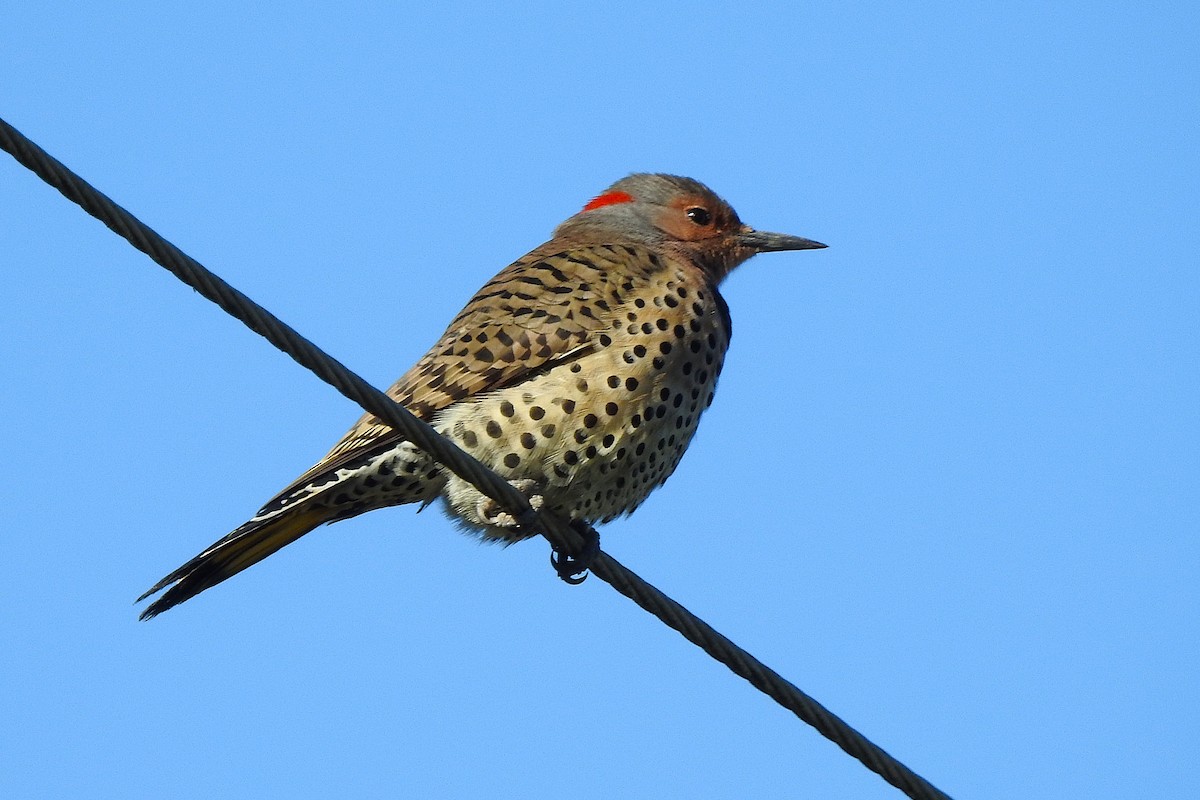 Northern Flicker - ML625085639