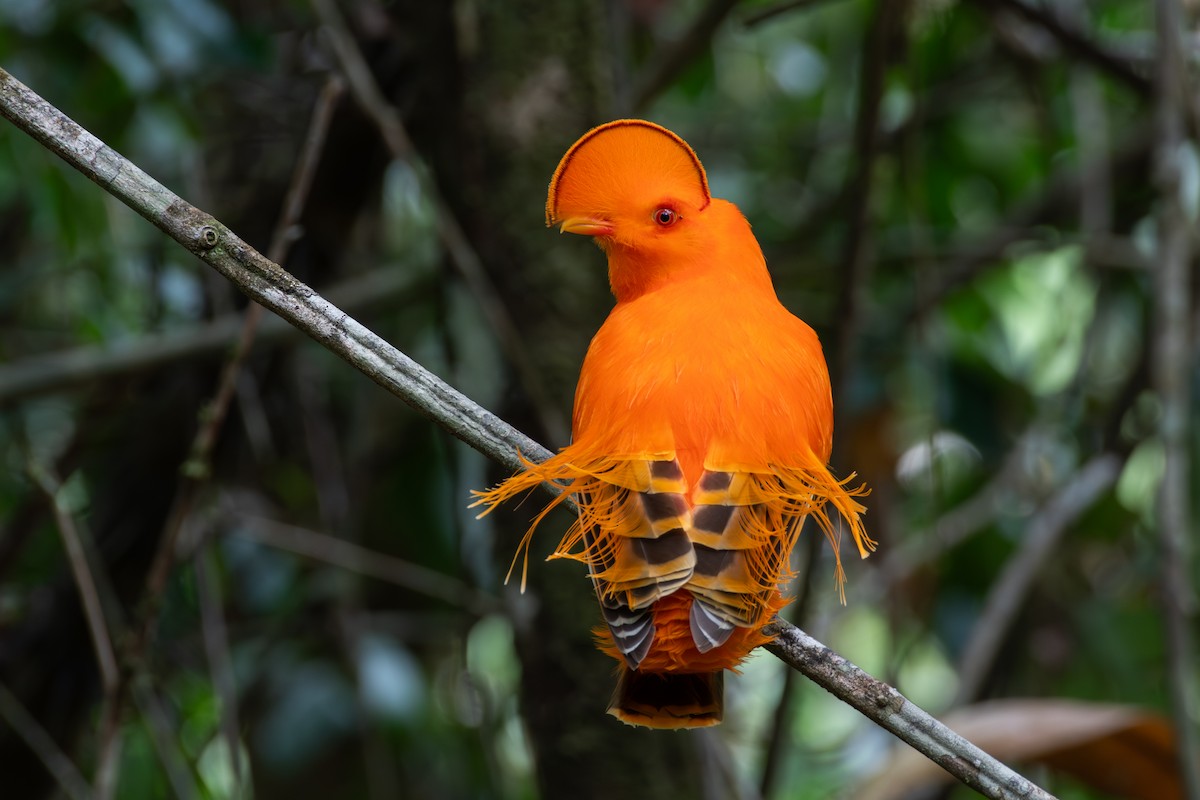 Guianan Cock-of-the-rock - ML625085647