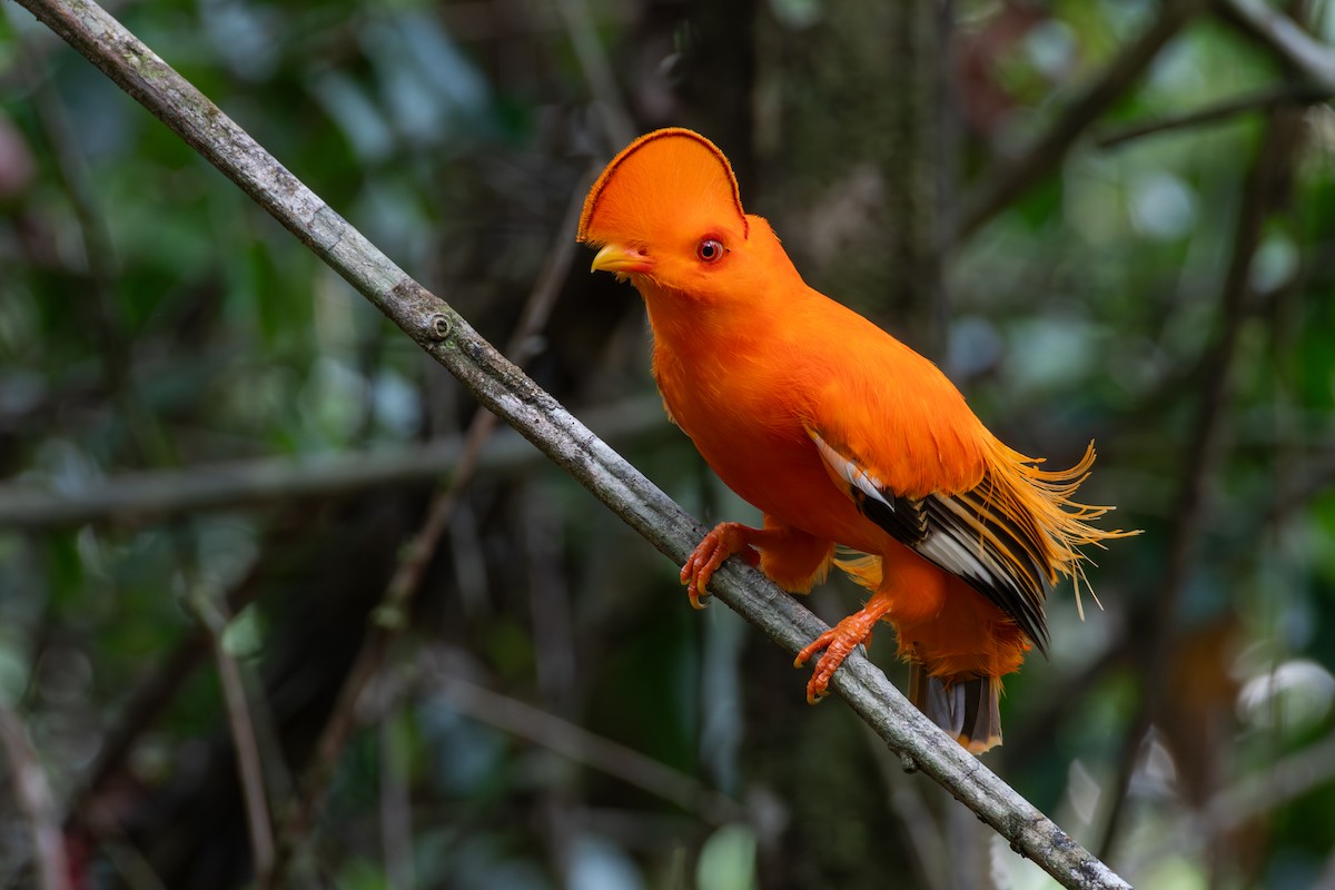 Guianan Cock-of-the-rock - ML625085649