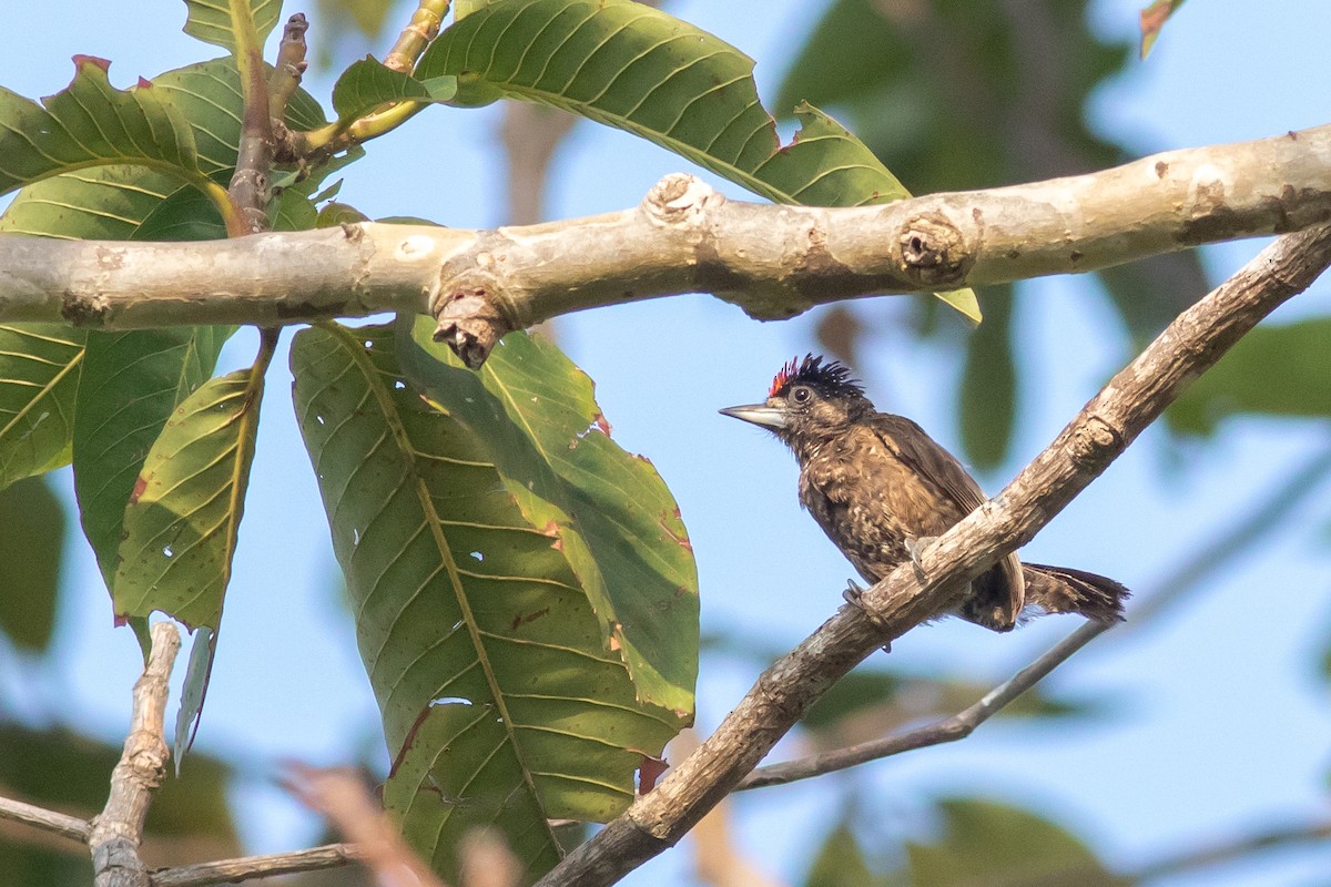 Varzea Piculet - ML625085688