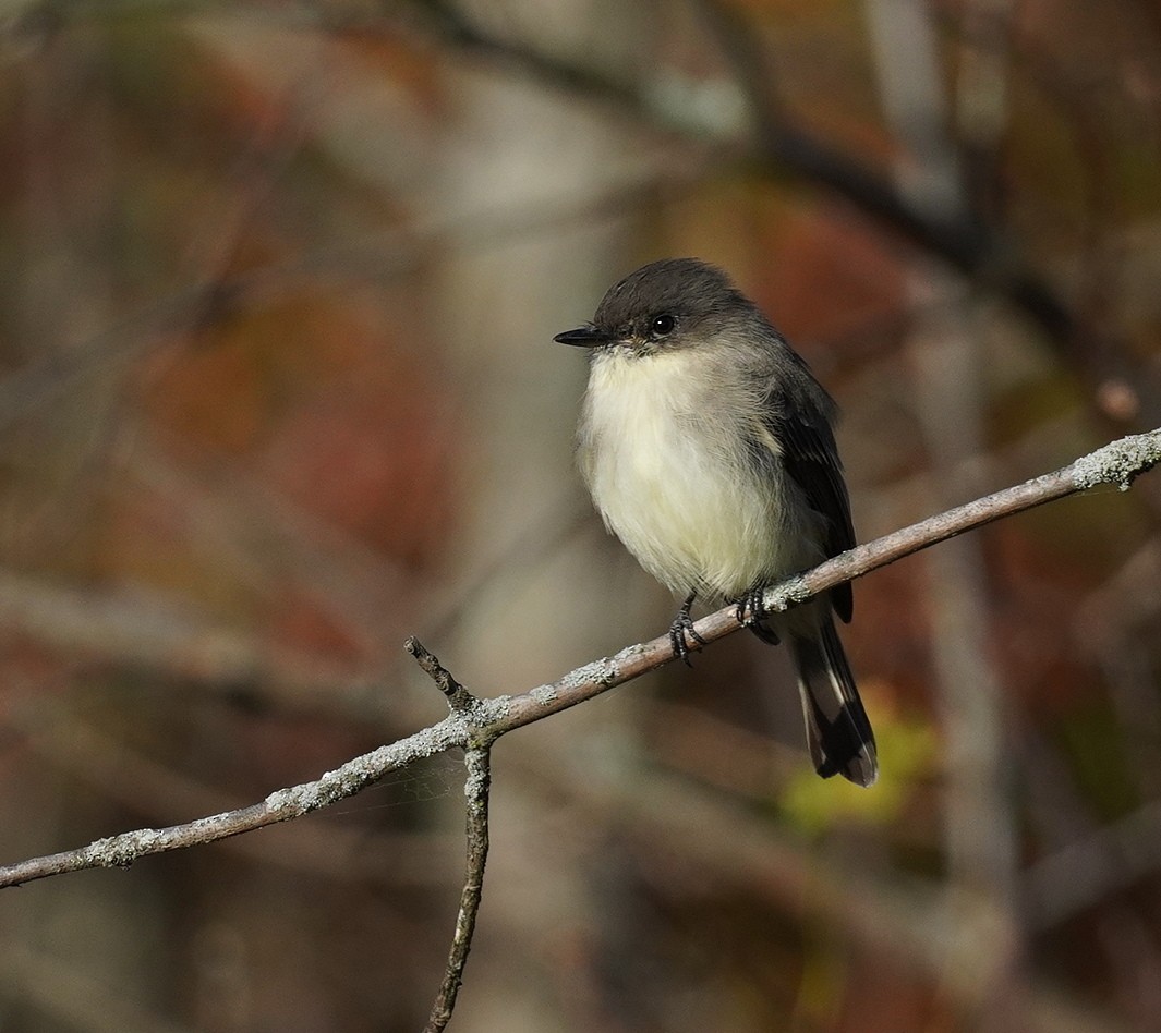 Eastern Phoebe - ML625085712