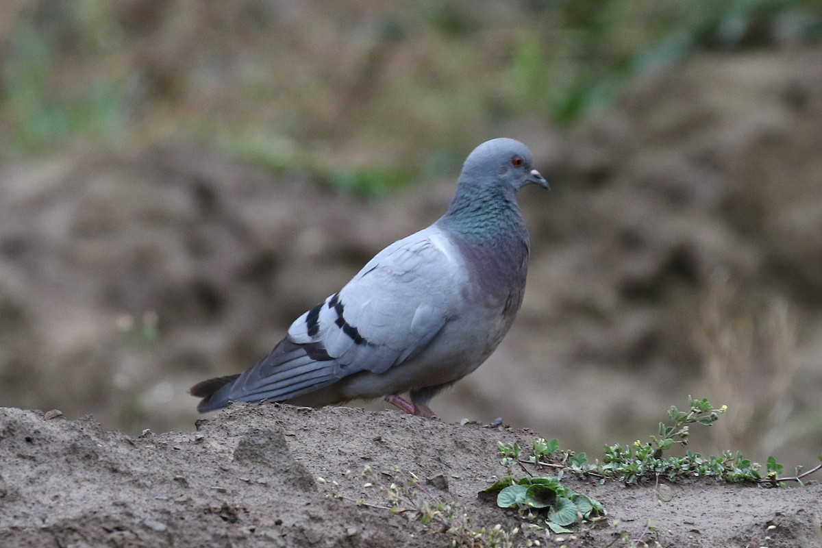 Hill Pigeon - ML625085744
