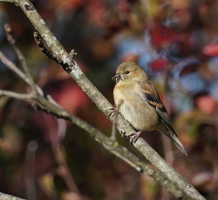 American Goldfinch - ML625085749