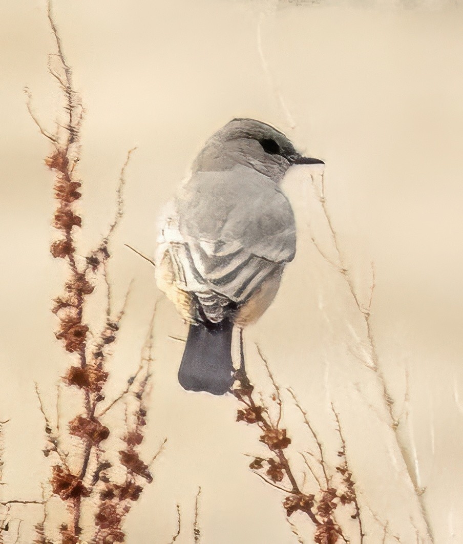 Say's Phoebe - Jim Ward