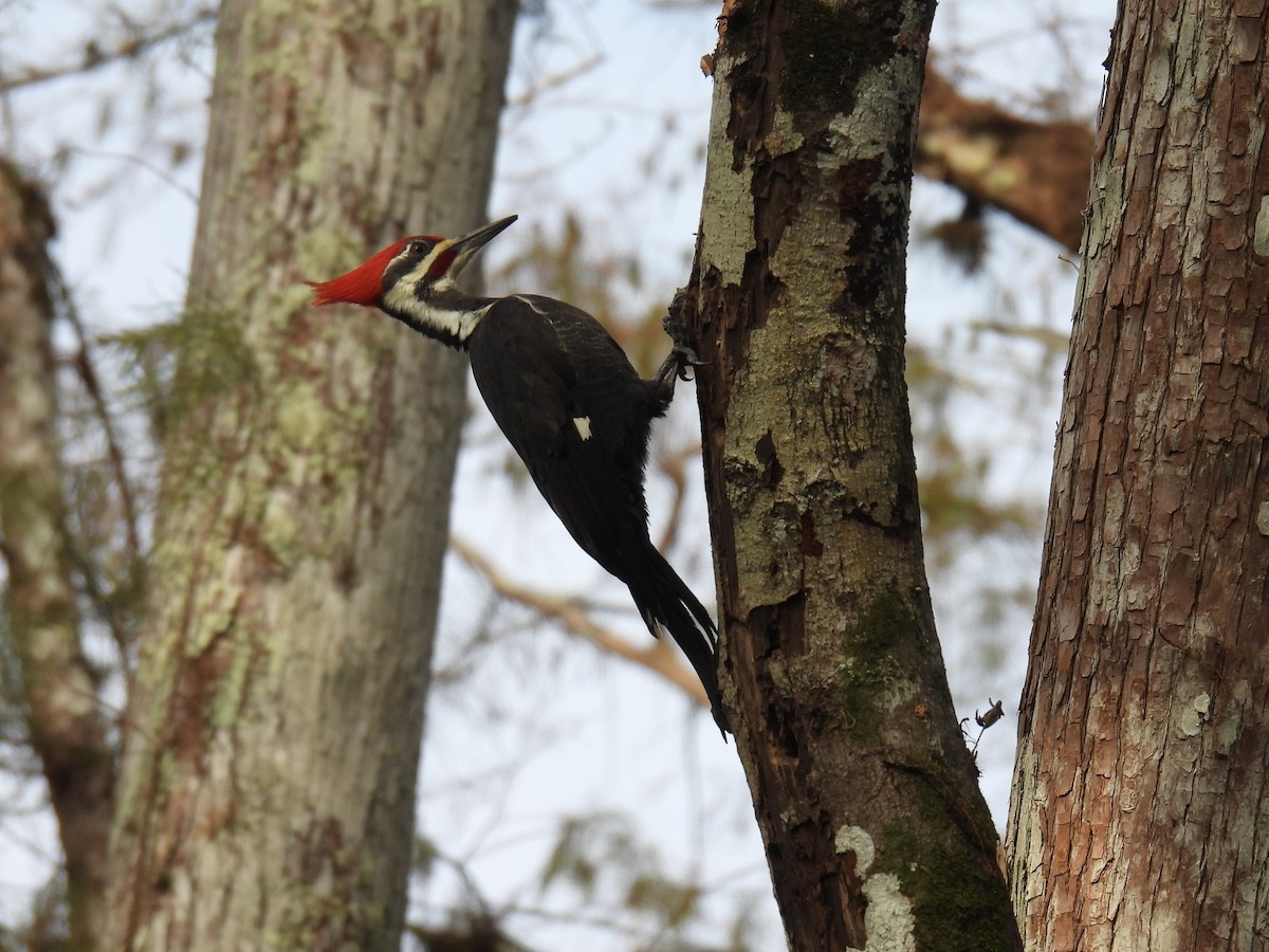 Pileated Woodpecker - ML625086025