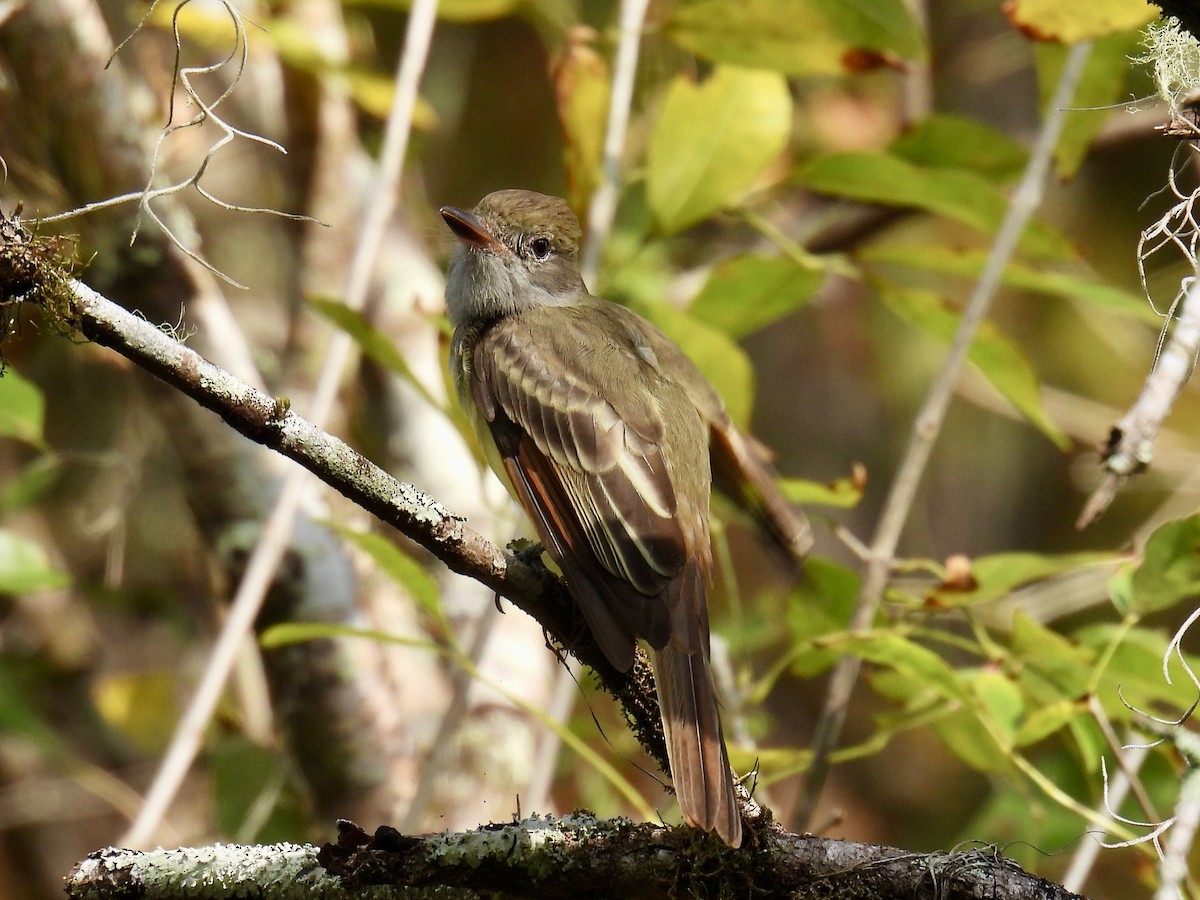 Great Crested Flycatcher - ML625086034