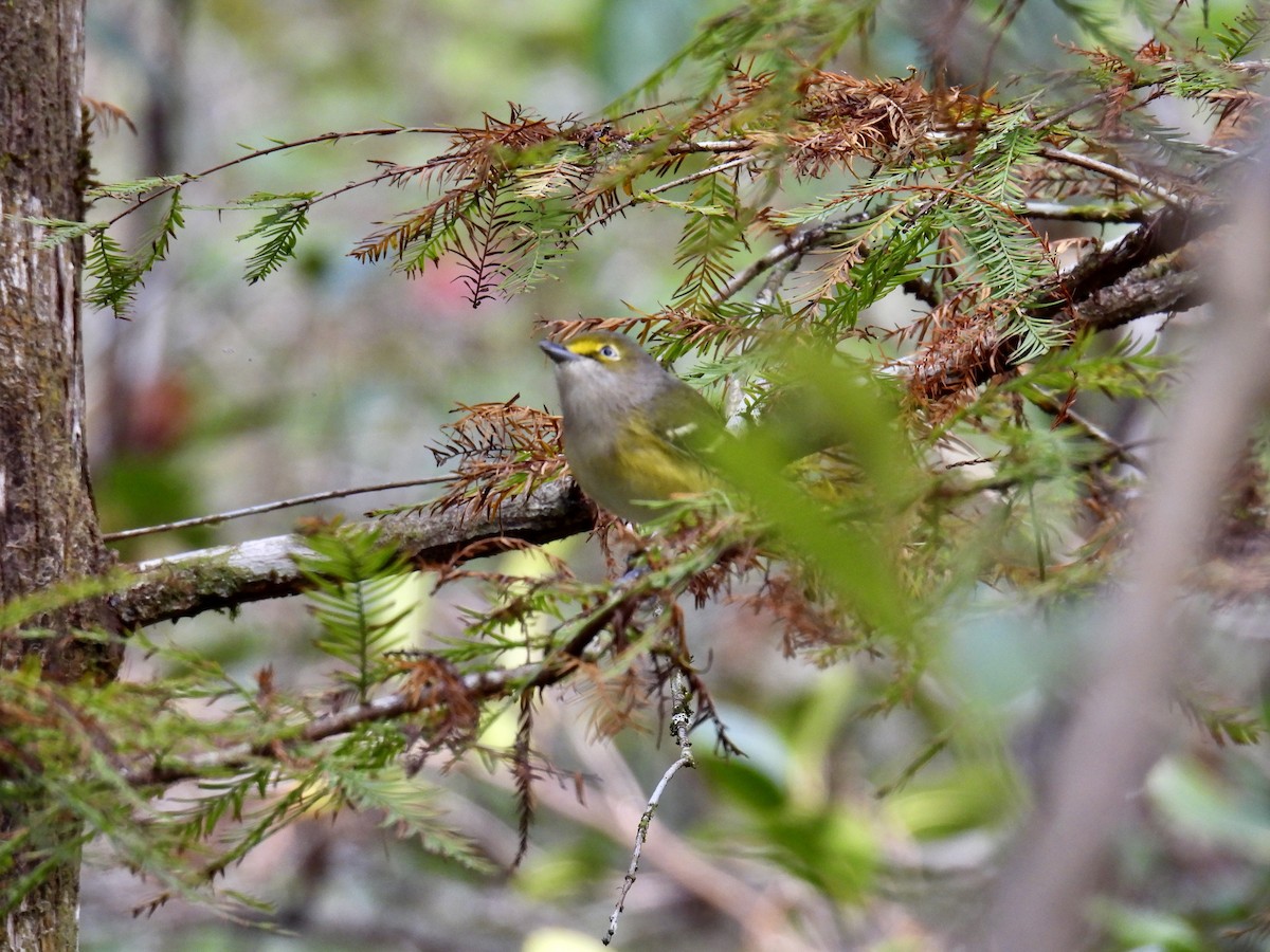 White-eyed Vireo - ML625086048