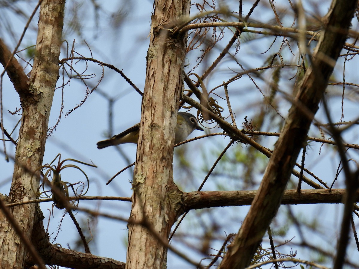 Blue-headed Vireo - ML625086053