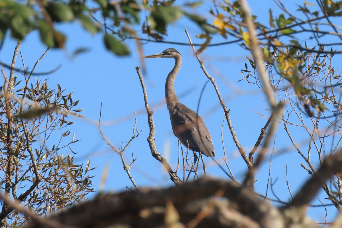 Great Blue Heron - ML625086154