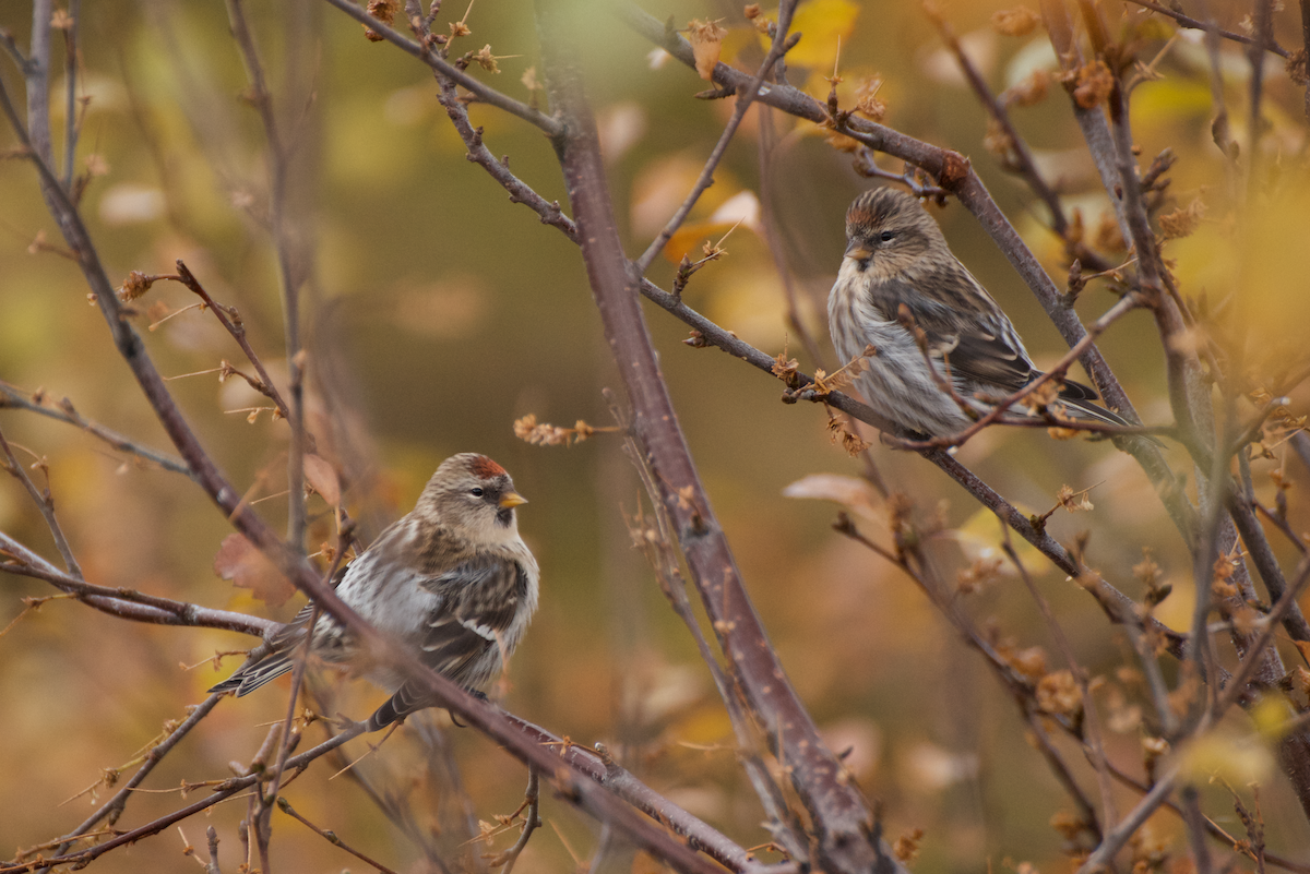 Redpoll (rostrata/islandica) - Manuel Schulz