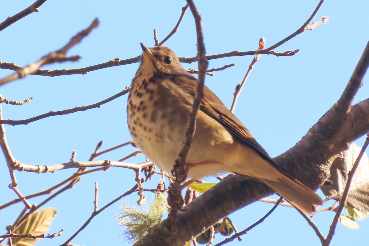 Hermit Thrush - ML625086163