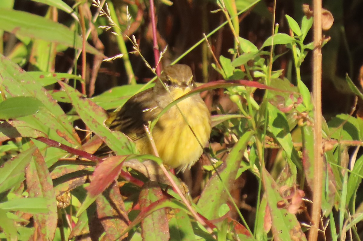 Palm Warbler - ML625086177