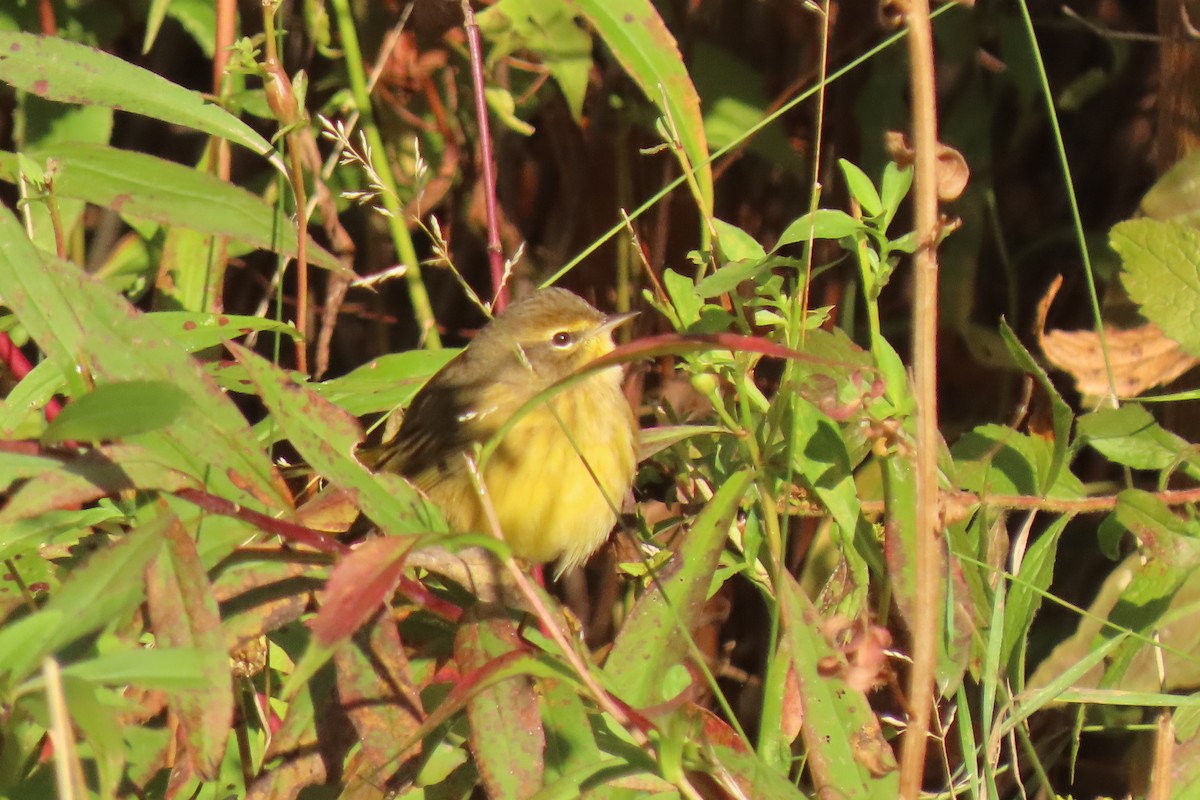 Palm Warbler - ML625086178