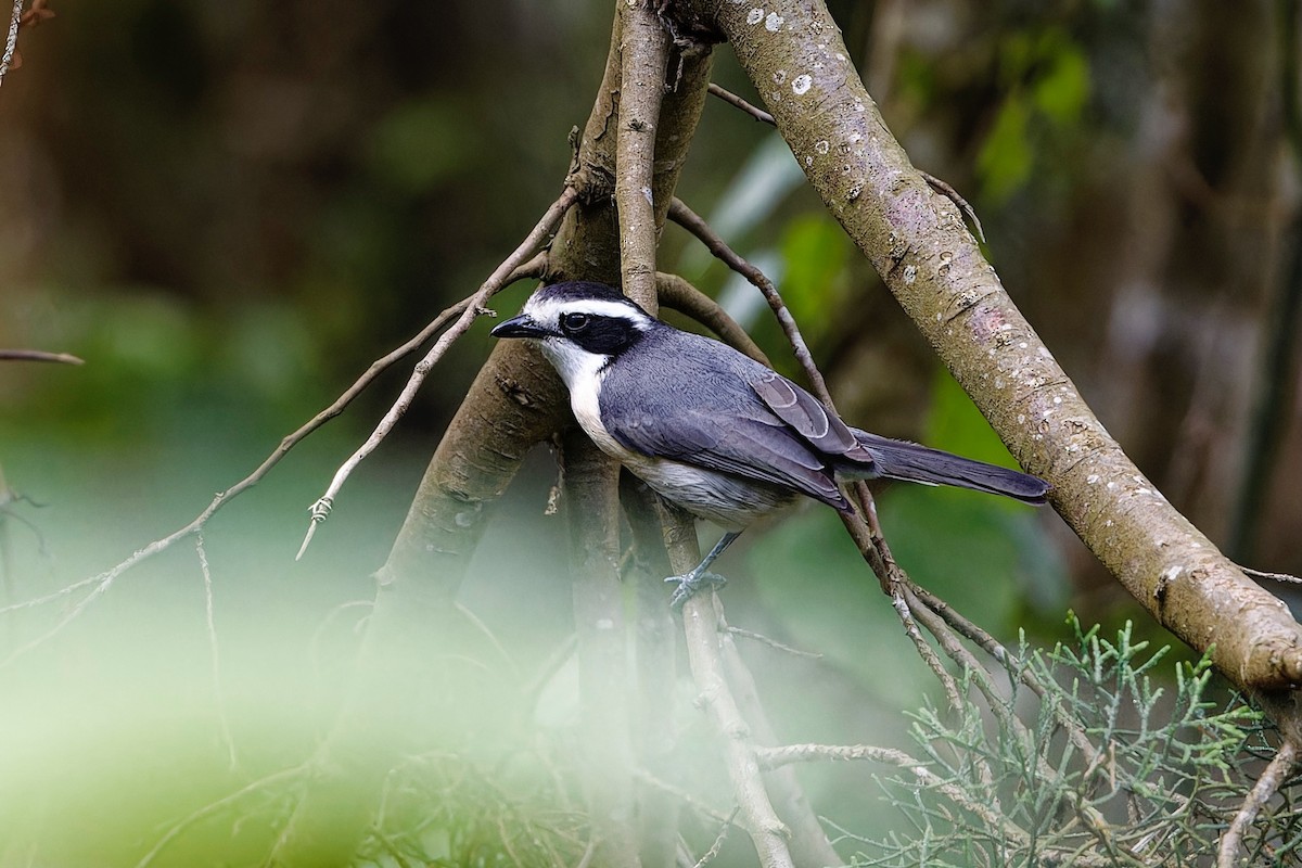 Gray-green Bushshrike - ML625086182