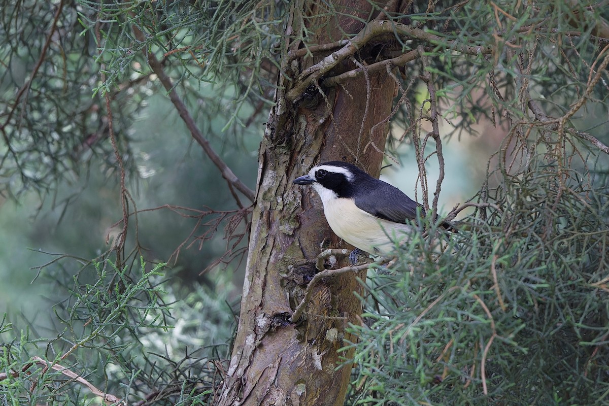 Gray-green Bushshrike - ML625086183