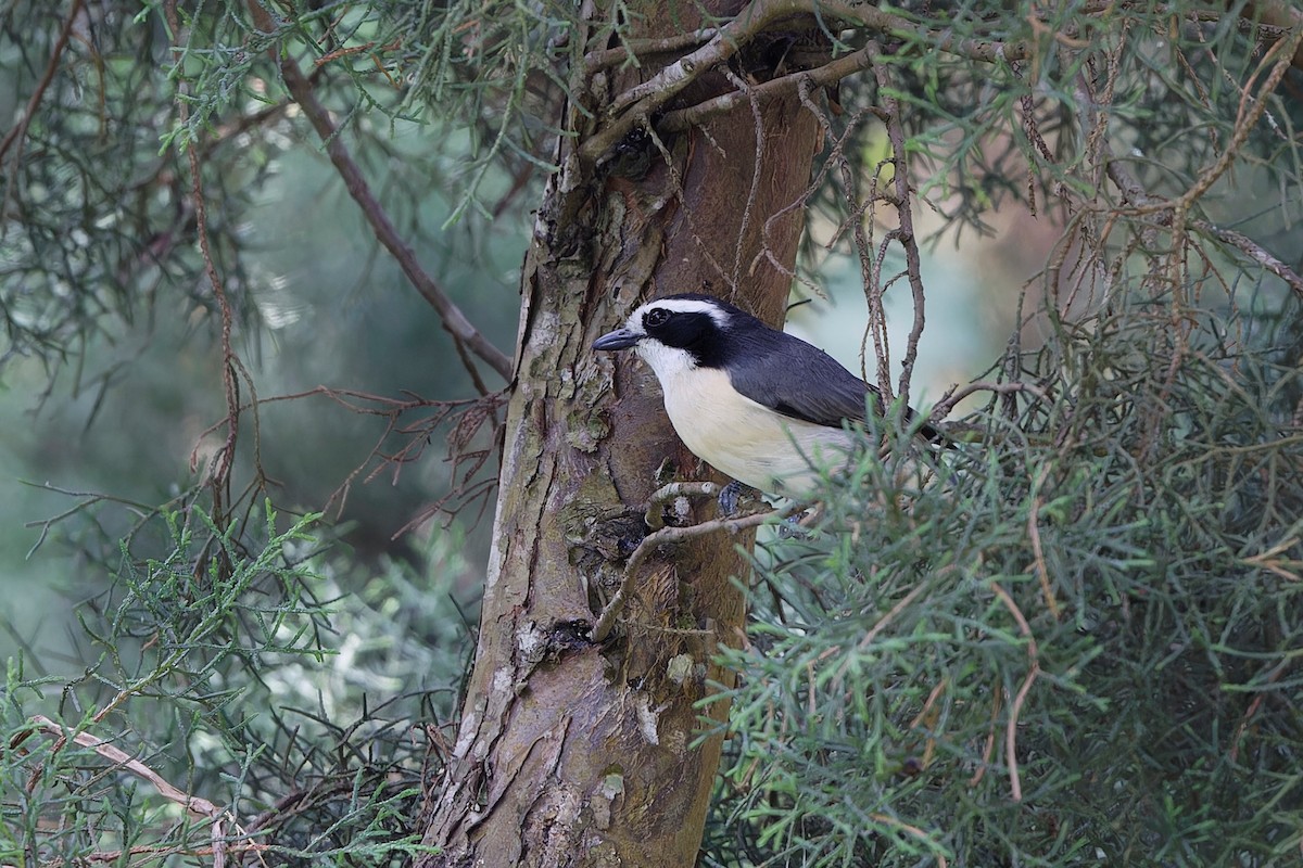 Gray-green Bushshrike - ML625086184