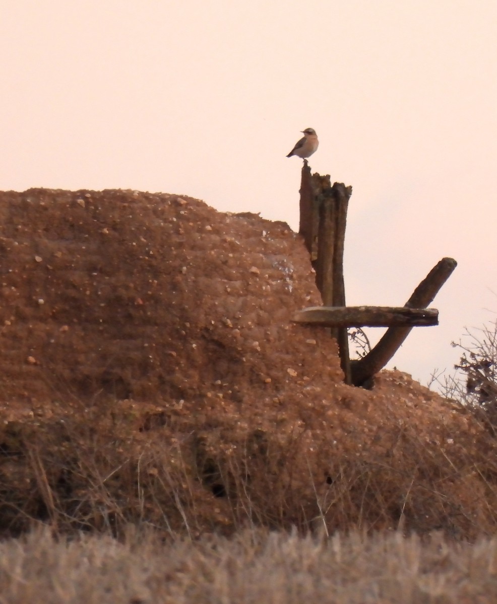 Northern Wheatear - ML625086185