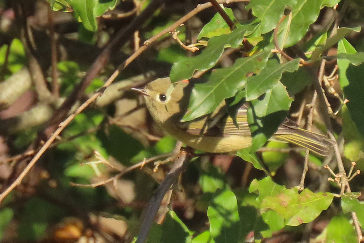 Ruby-crowned Kinglet - ML625086188