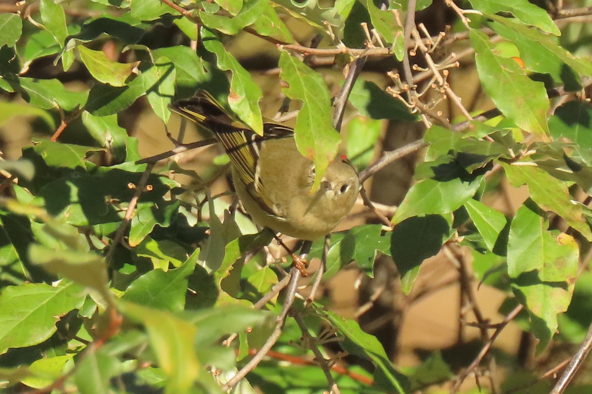 Ruby-crowned Kinglet - ML625086189