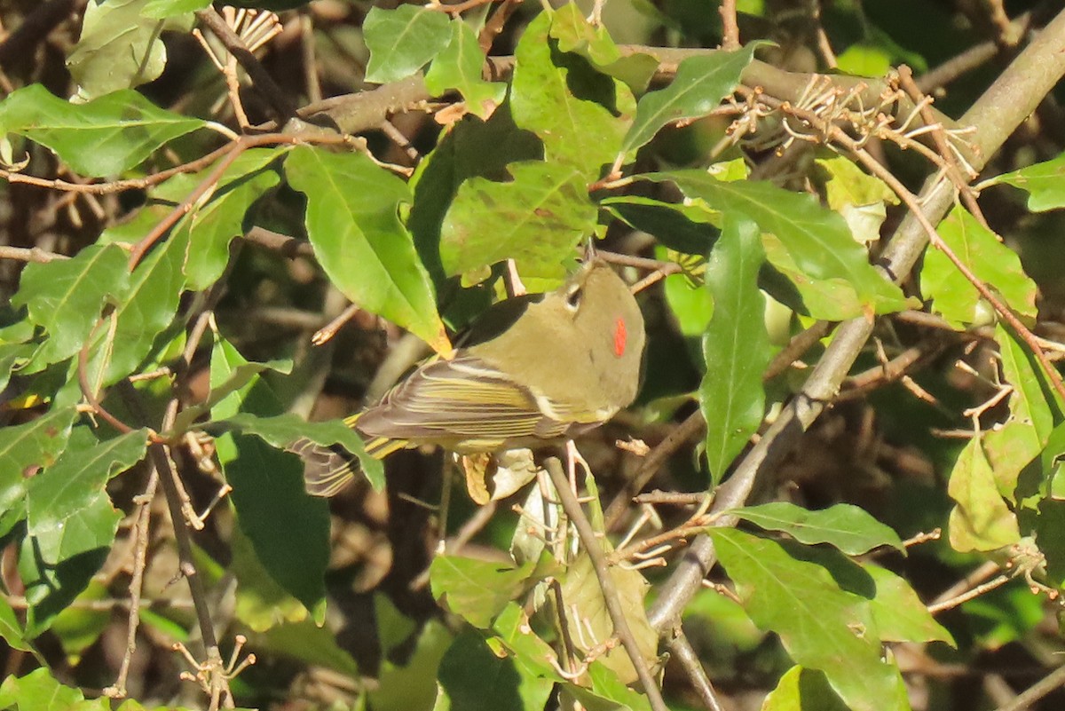 Ruby-crowned Kinglet - ML625086190
