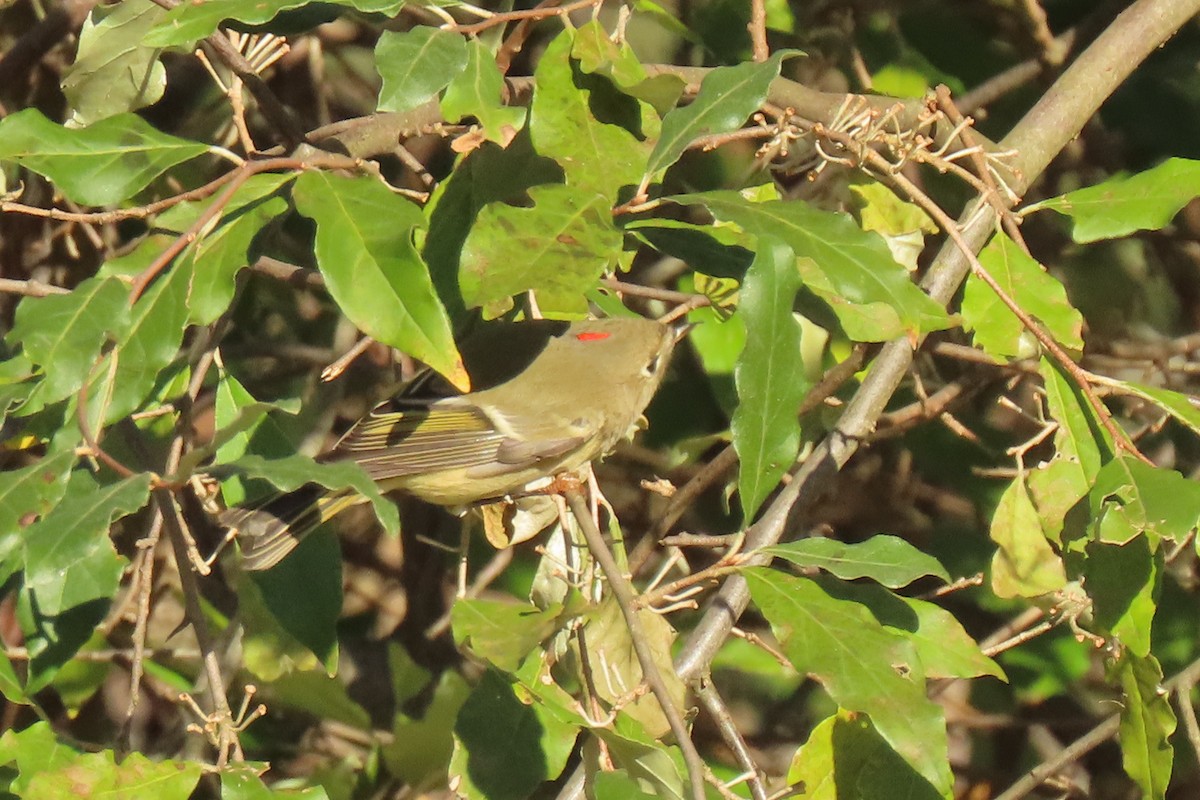 Ruby-crowned Kinglet - ML625086192