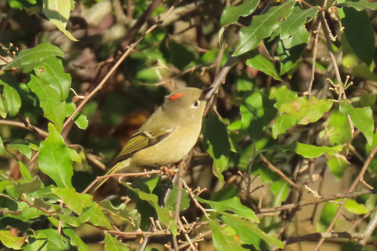 Ruby-crowned Kinglet - ML625086193