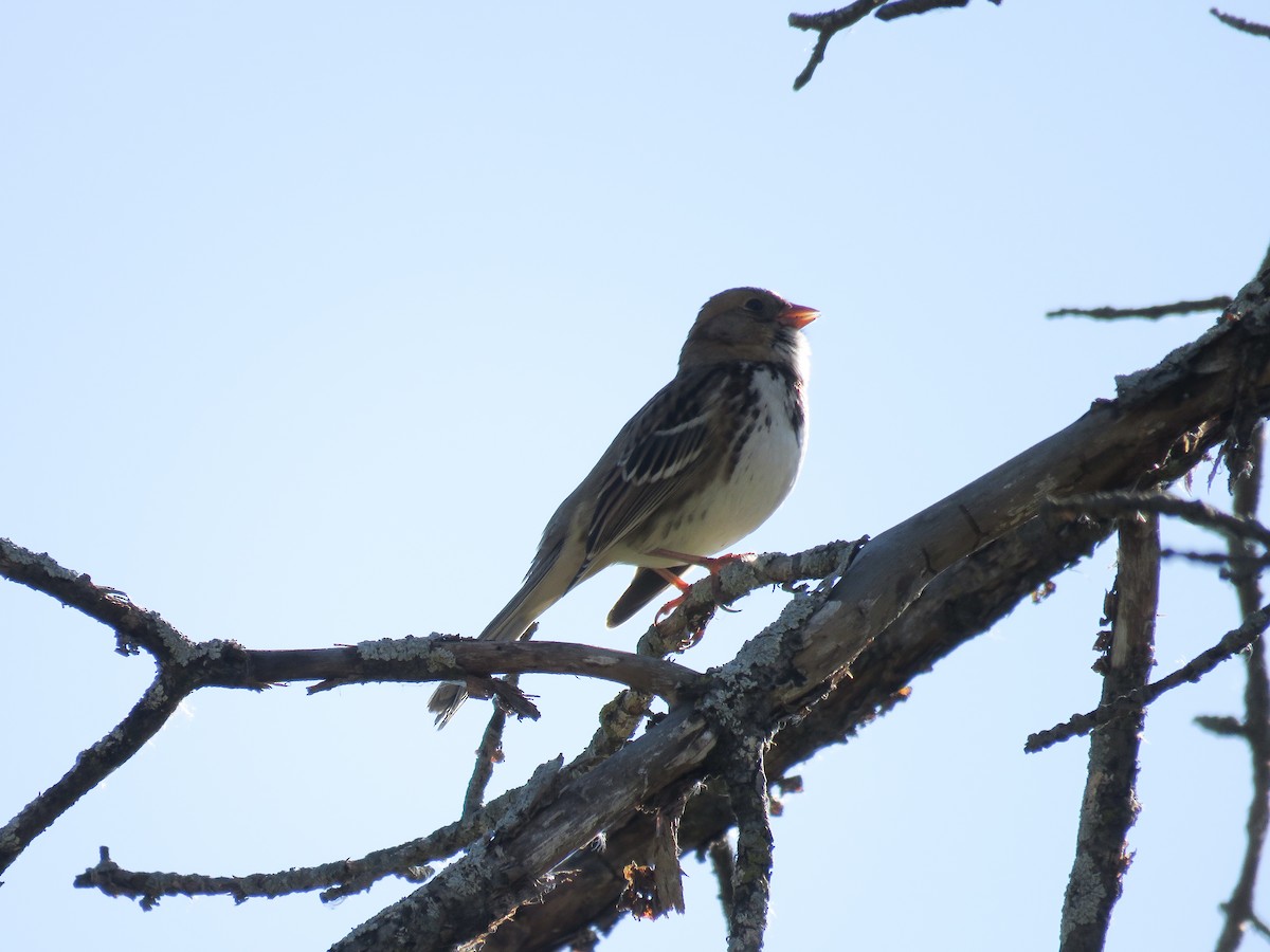 Harris's Sparrow - ML625086254