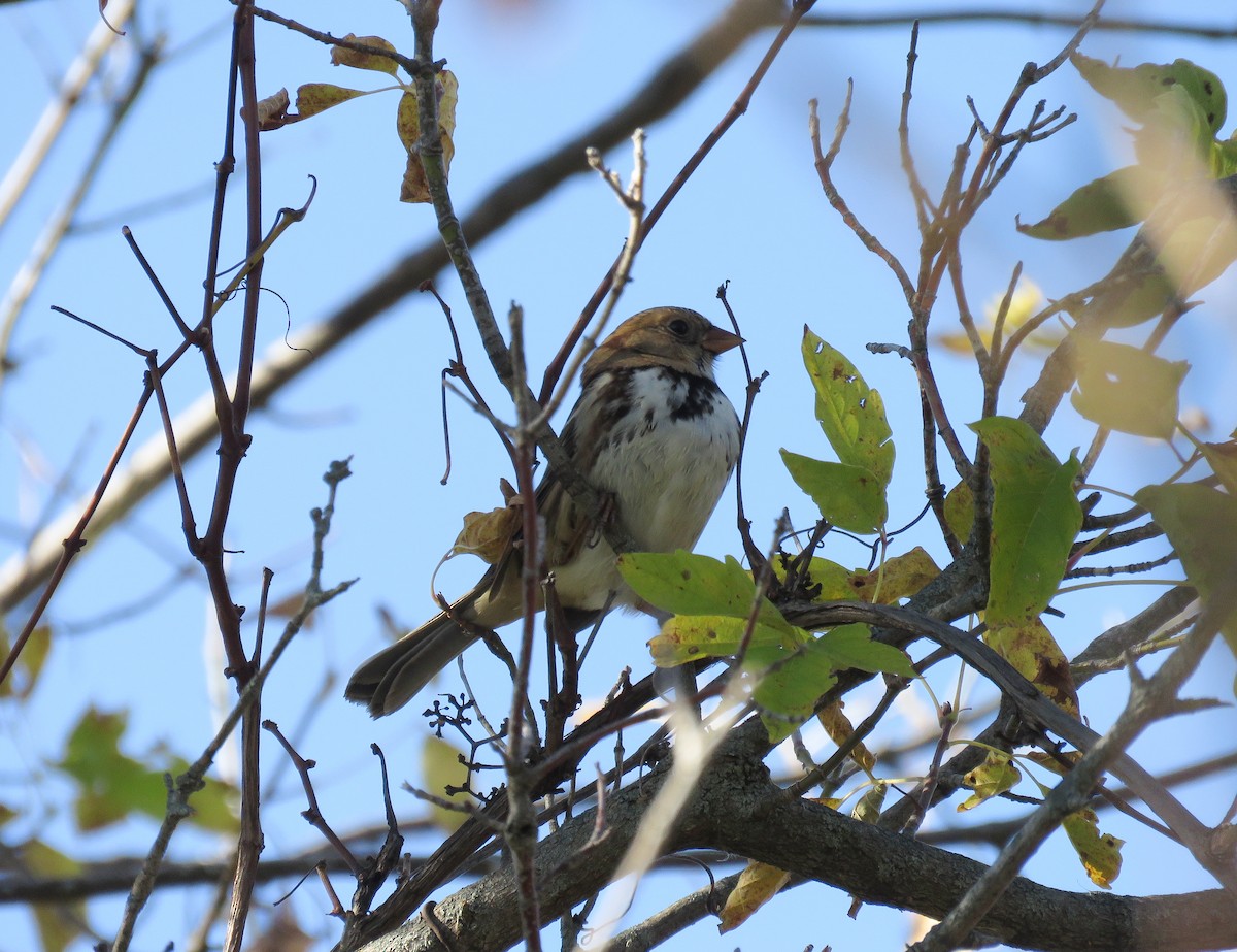 Harris's Sparrow - ML625086257