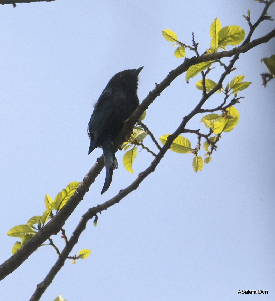 Velvet-mantled Drongo (coracinus) - ML625086312