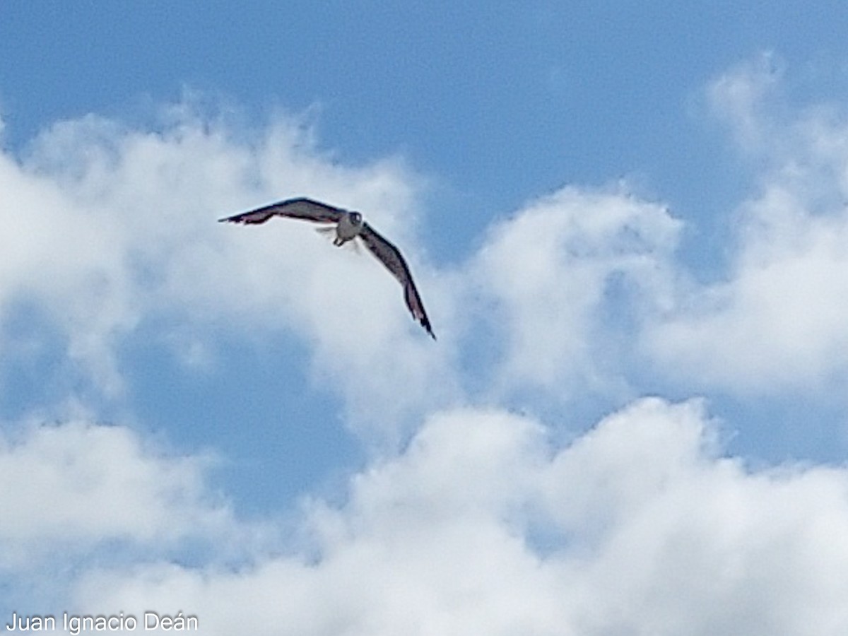 Gray-hooded Gull - Juan I. Deán