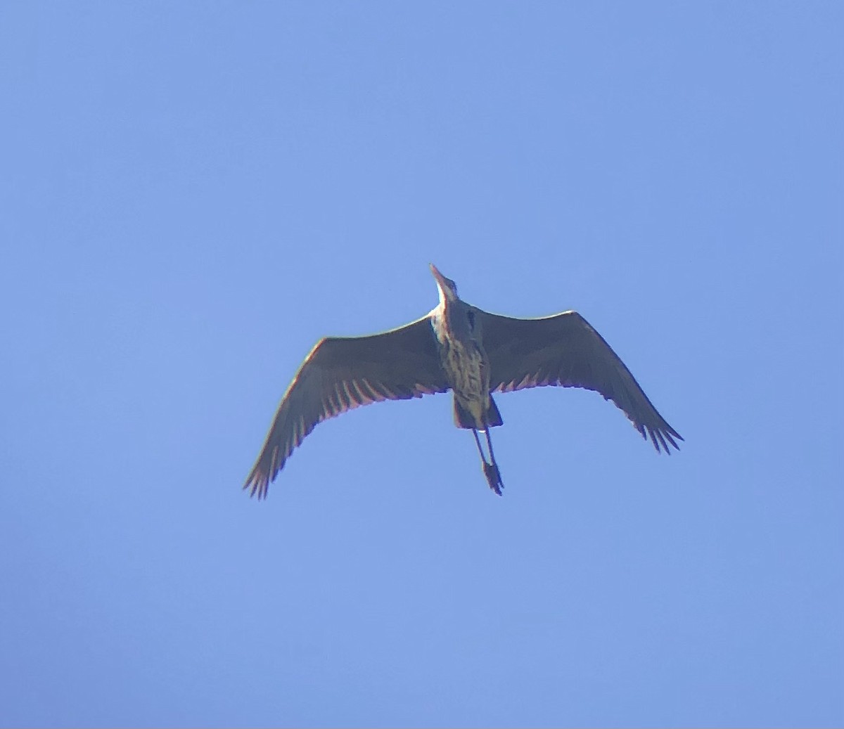 Great Blue Heron (Great Blue) - ML625086447