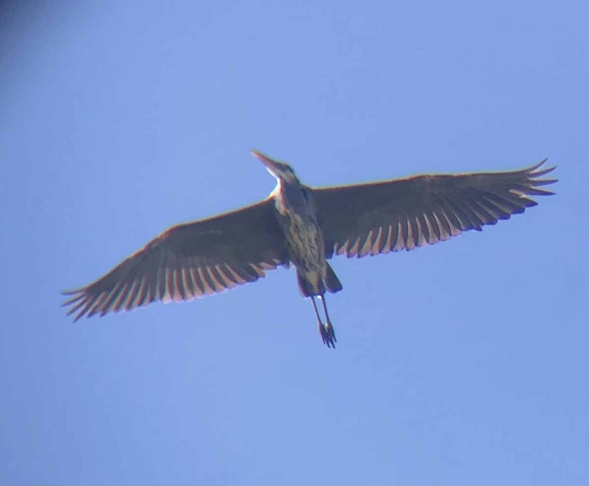 Great Blue Heron (Great Blue) - ML625086455