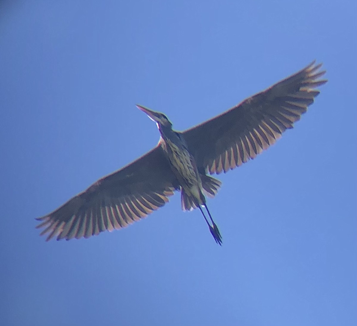 Great Blue Heron (Great Blue) - ML625086460