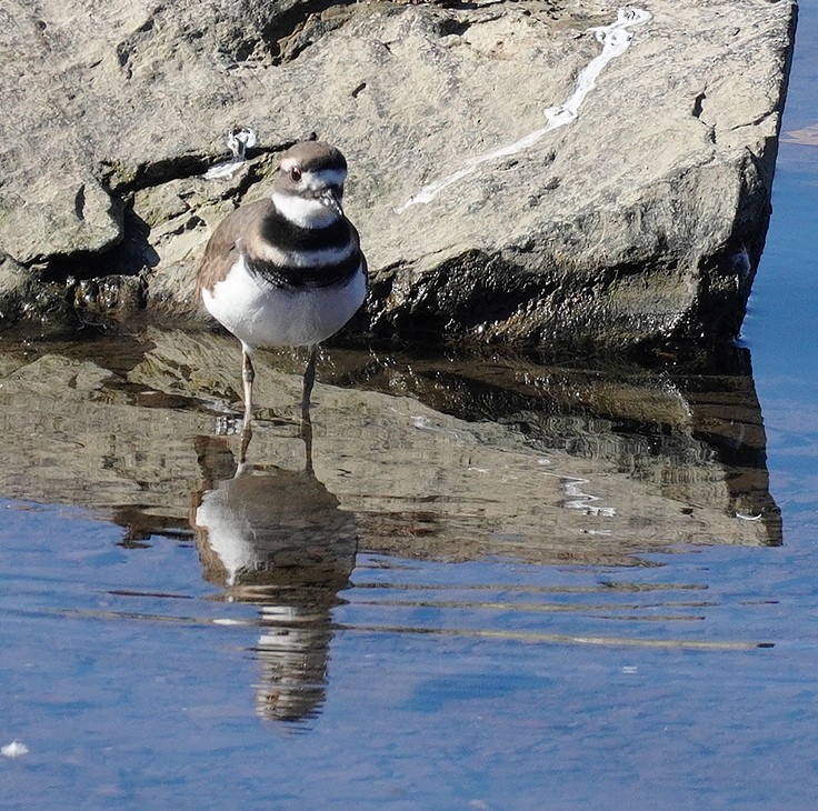 Killdeer - ML625086462