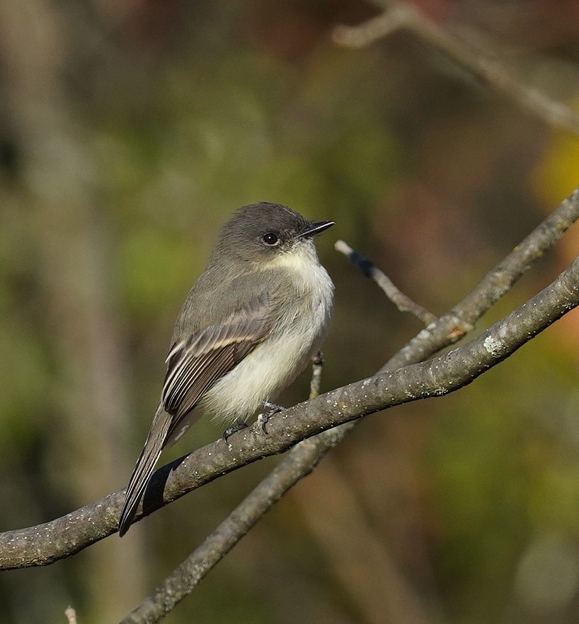 Eastern Phoebe - ML625086476