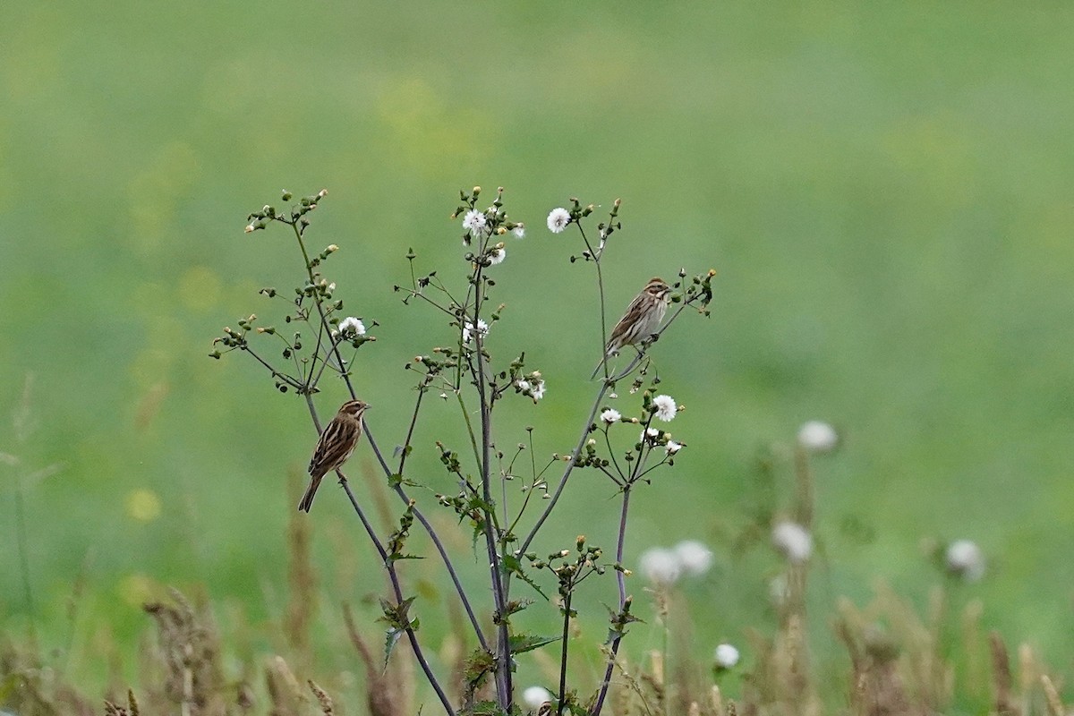 Reed Bunting - ML625086477