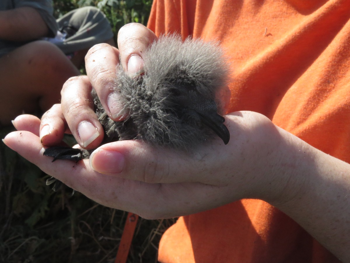 Leach's Storm-Petrel - ML625086479