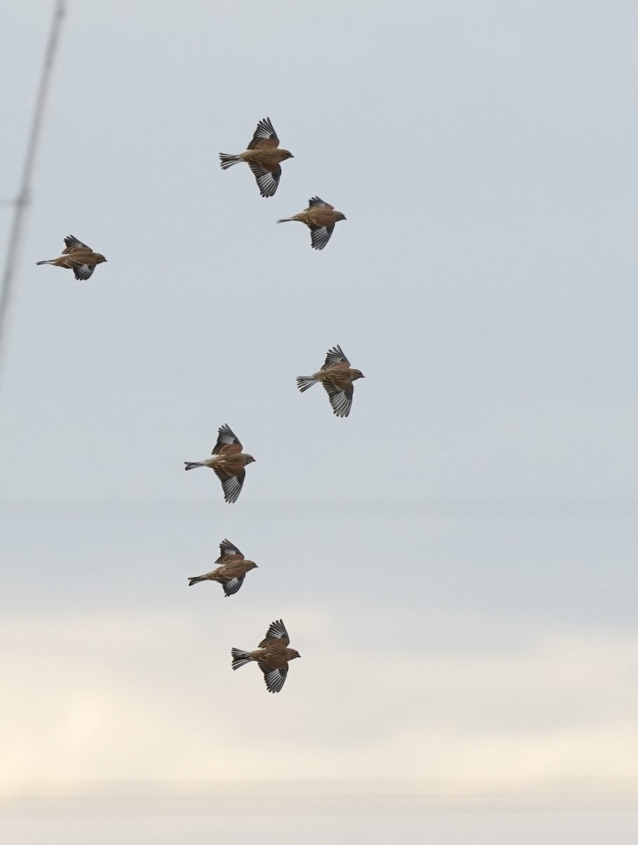 Eurasian Linnet - ML625086481