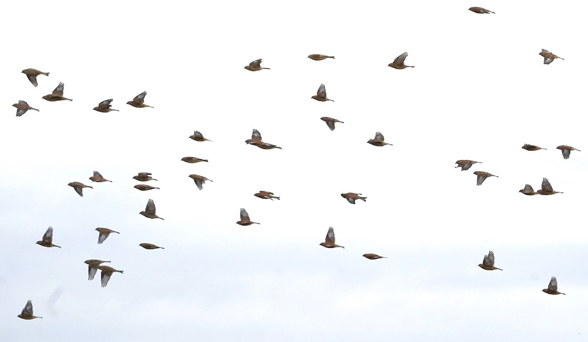 Eurasian Linnet - ML625086494