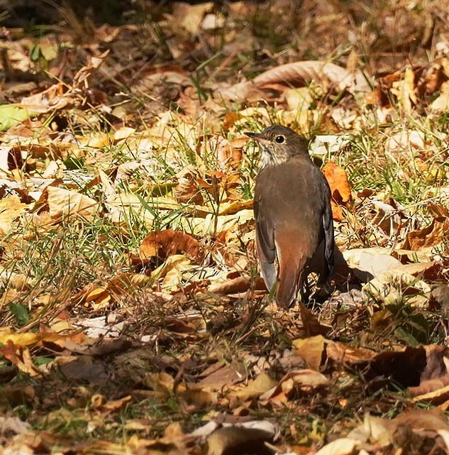 Hermit Thrush - ML625086513